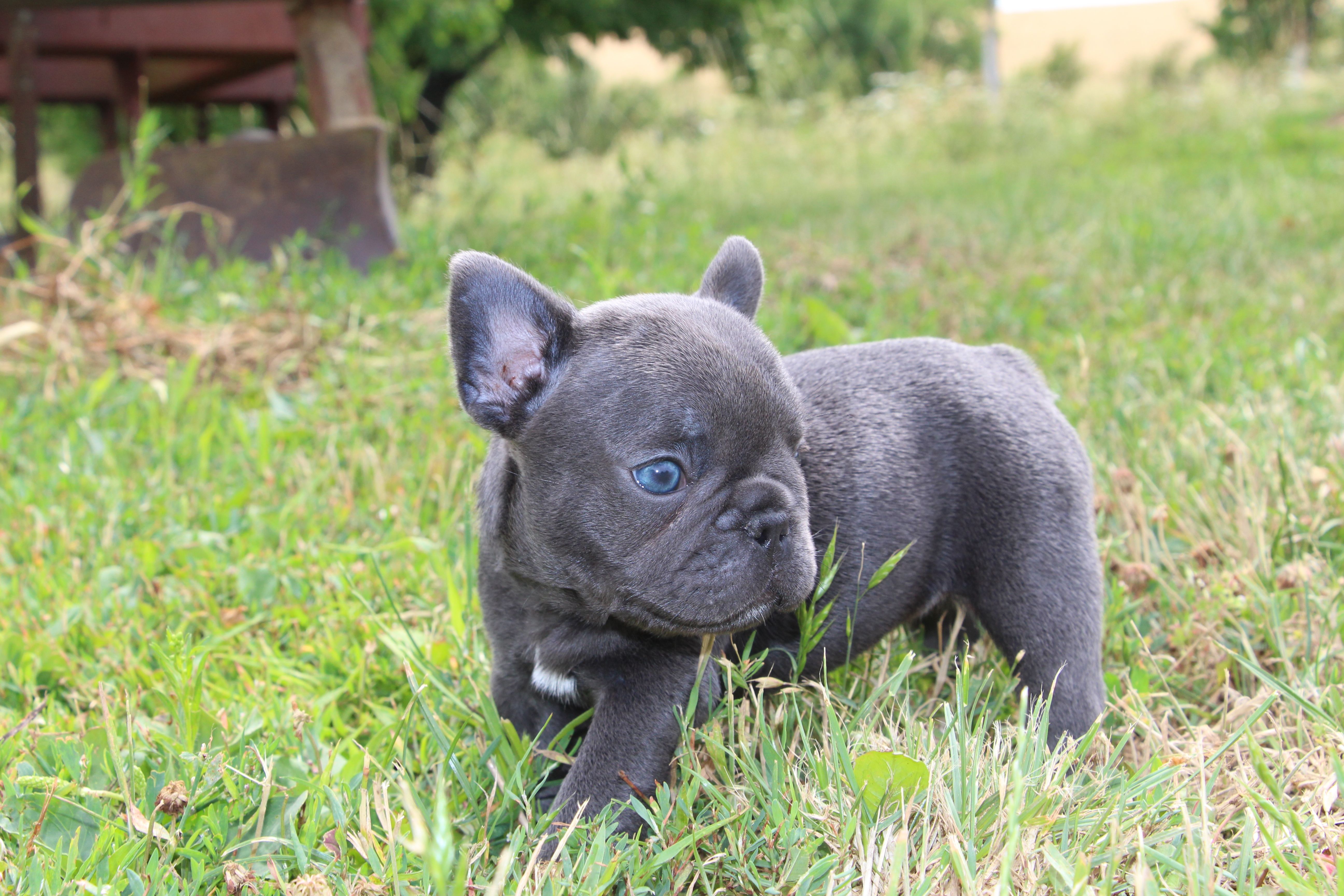 <svg class='pink'></svg> <b>Miss Little Heart</b> <svg class='pink'></svg>